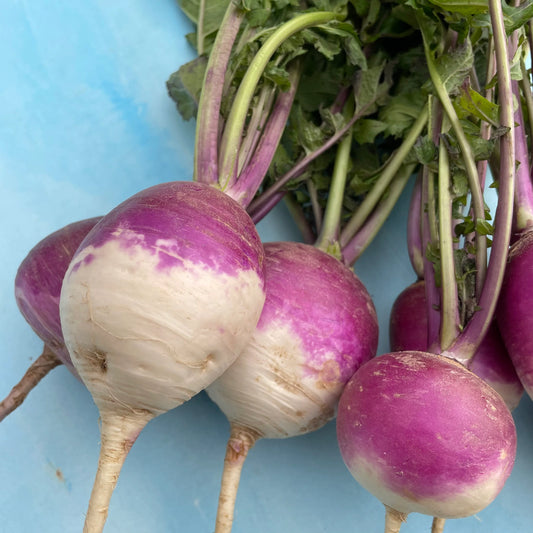 Purple Top Turnip Seeds