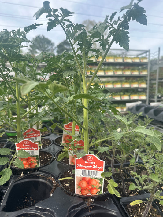 Tomato Mountain Magic