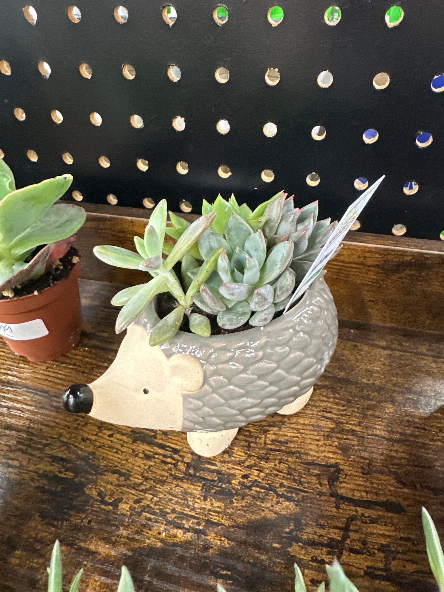 Stone Hedgehog Succulent 4.75”