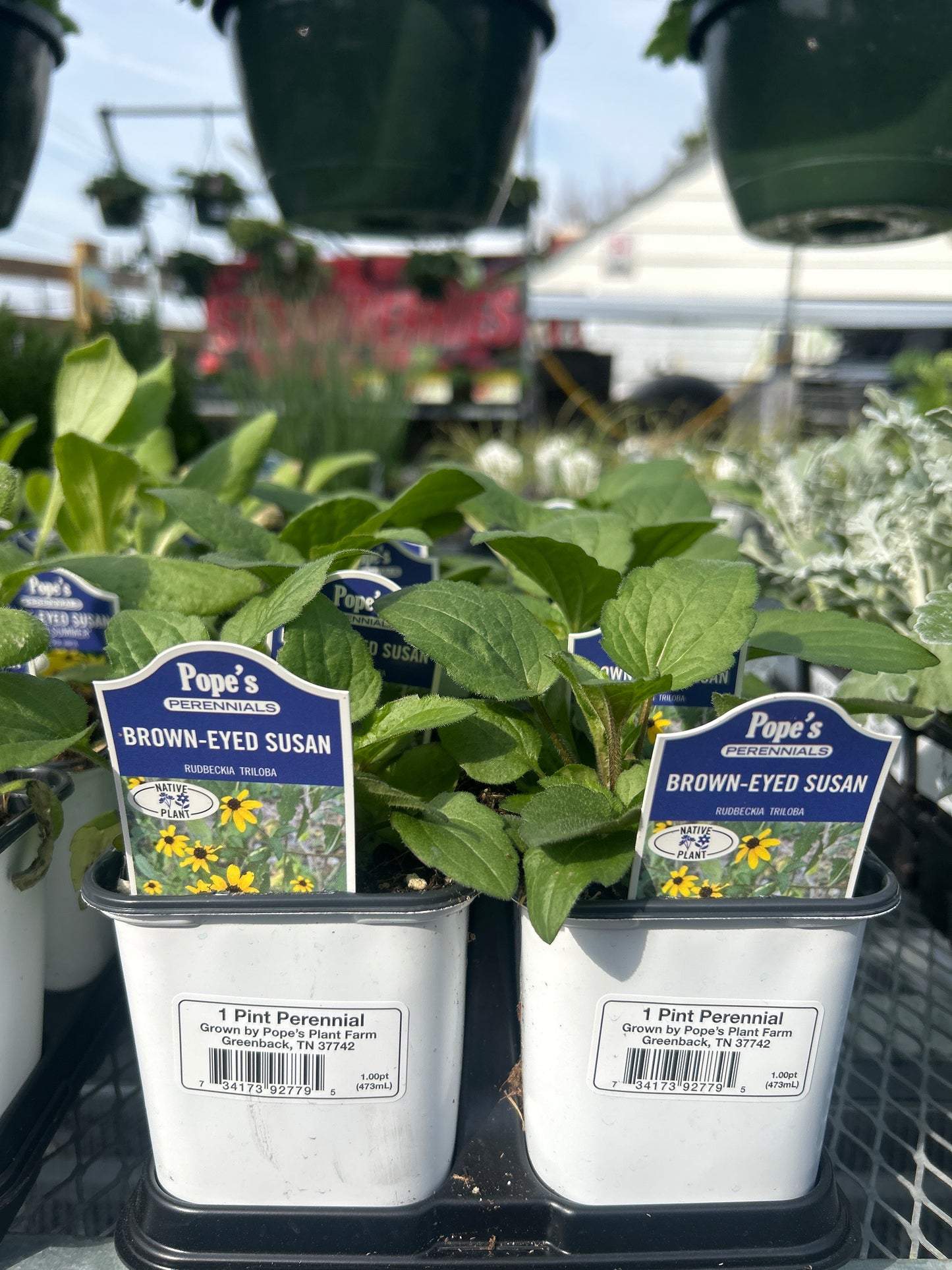 Pope’s 1 Pint Perennials