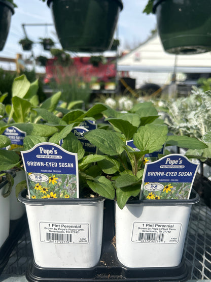 Pope’s 1 Pint Perennials