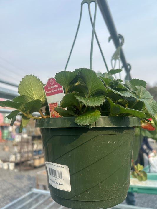 Cesta colgante de fresas de 8"