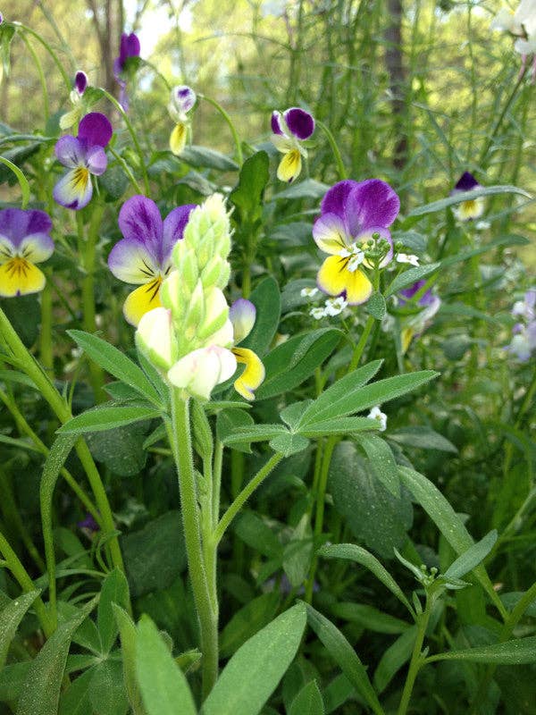 Little North Pole Garden Christmas Holiday Grow Kit