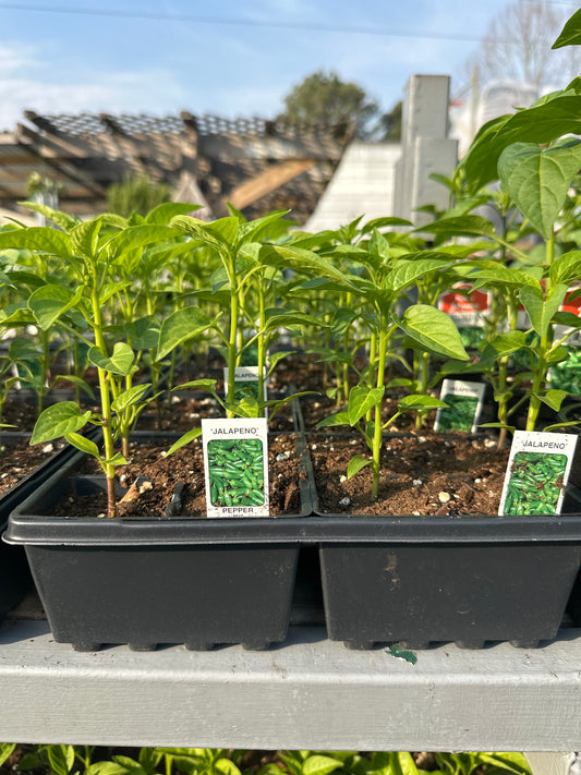 Jalapeno Pepper 4 pack
