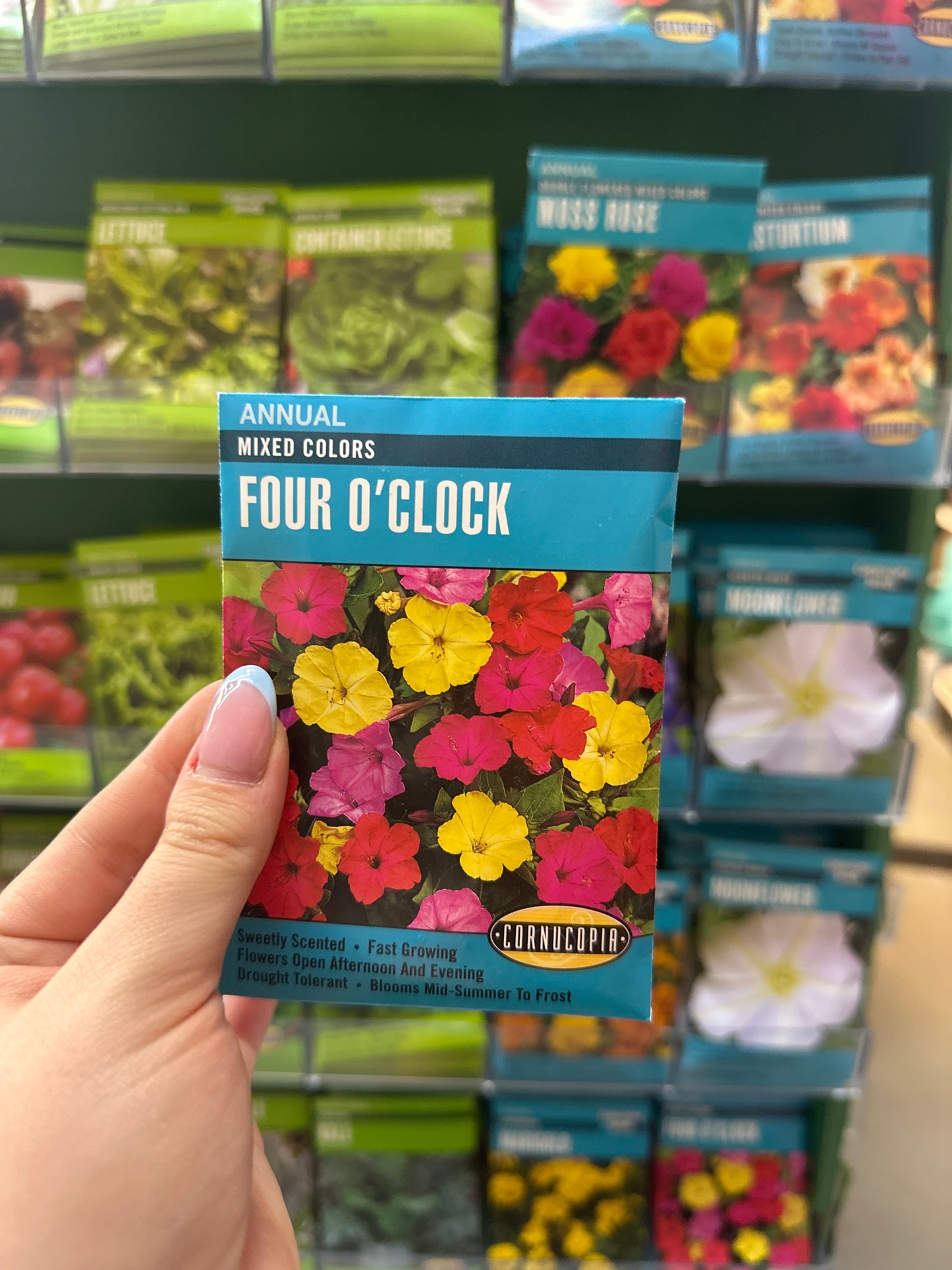 Mixed Colors Four O’clock