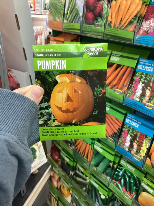 Jack O’Lantern Pumpkin