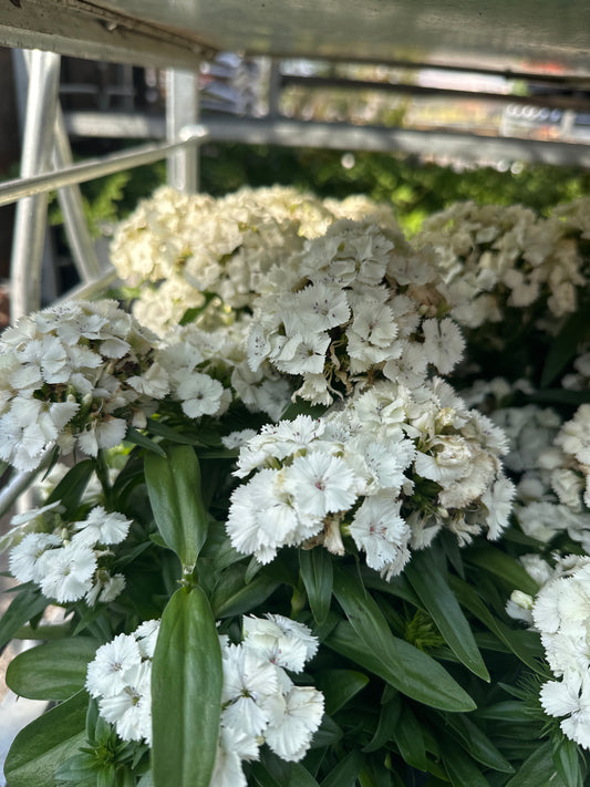 Dianthus Dart White