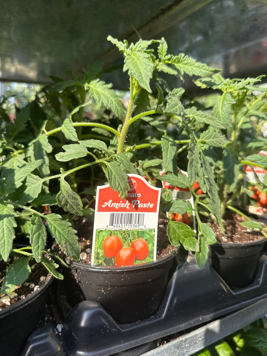 Amish Paste Tomato cup
