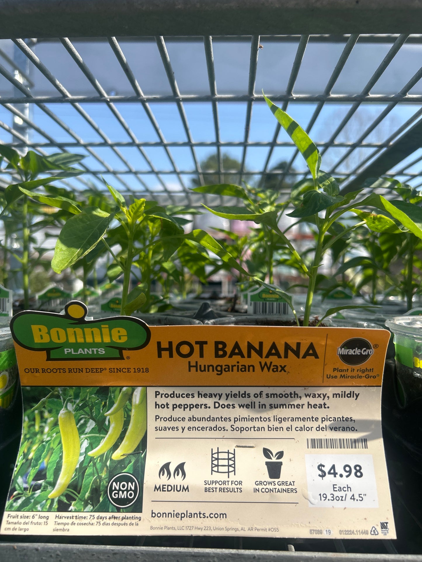 Bonnie Hot Banana Hungarian Wax Cup