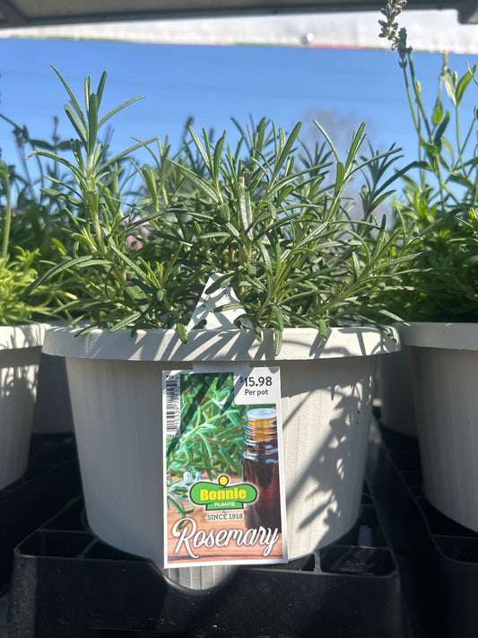 Rosemary 8” Pot