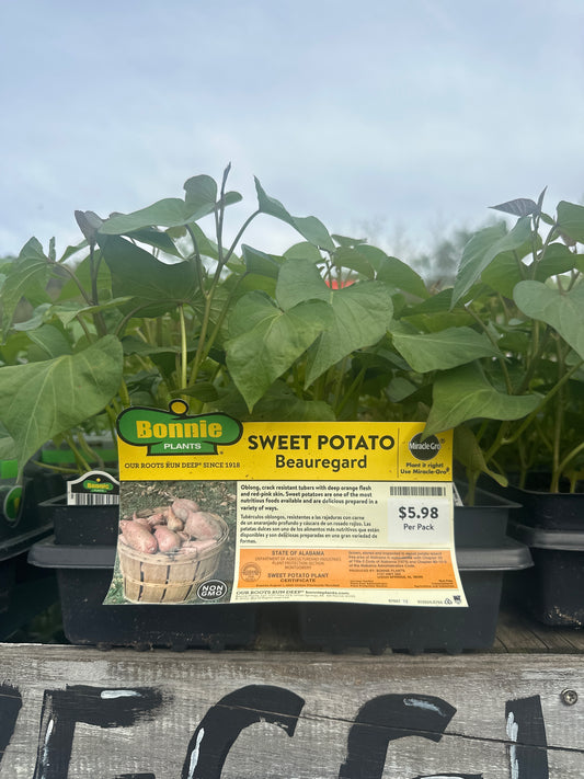 Bonnie Sweet Potato 6 Pack