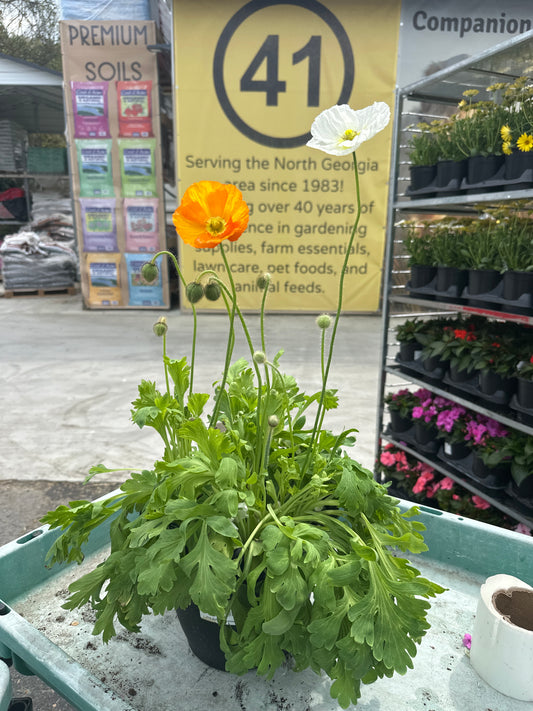 Iceland Poppies Champagne Bubbles