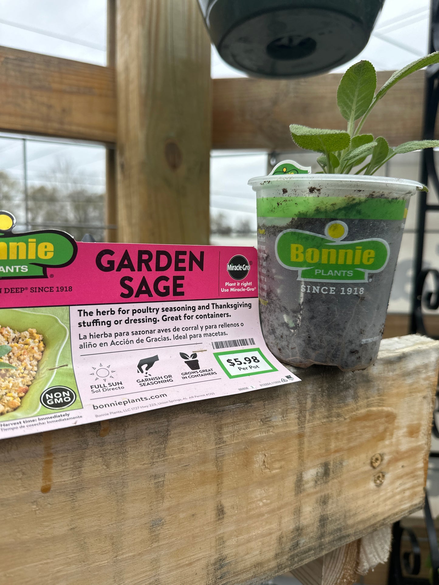 Bonnie Garden Sage