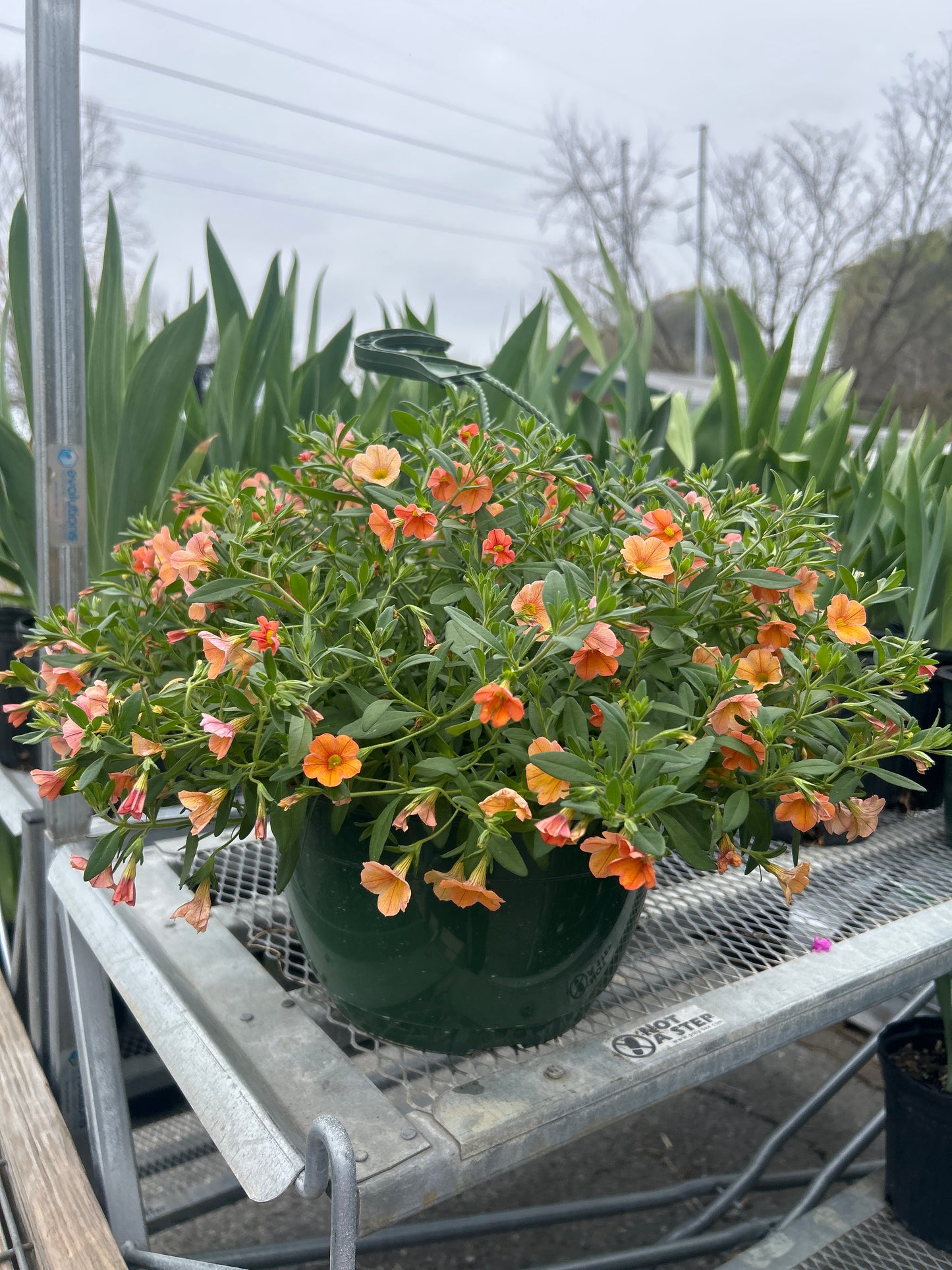 Calibrachoa Cha-Cha Tangerine Hanging Basket