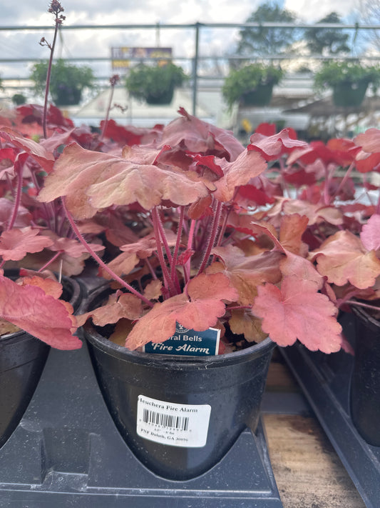 Heuchera Fire Alarm 6.5 pot