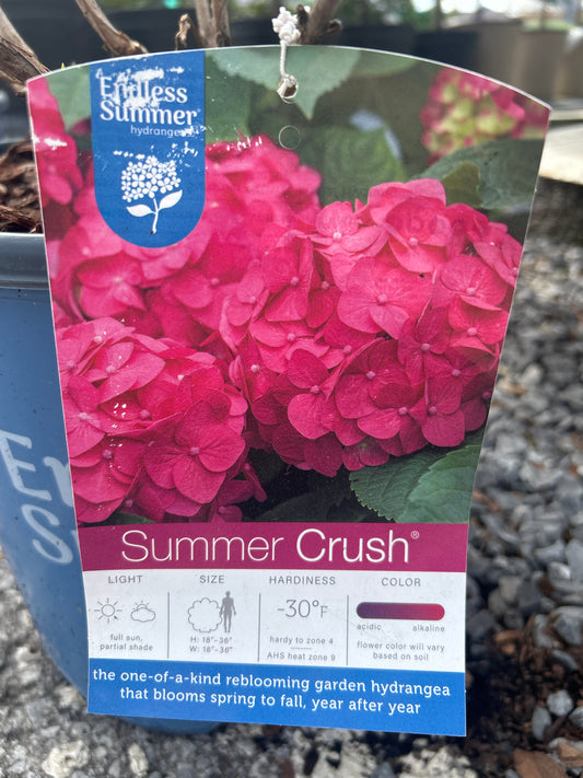 Endless Summer Hydrangea