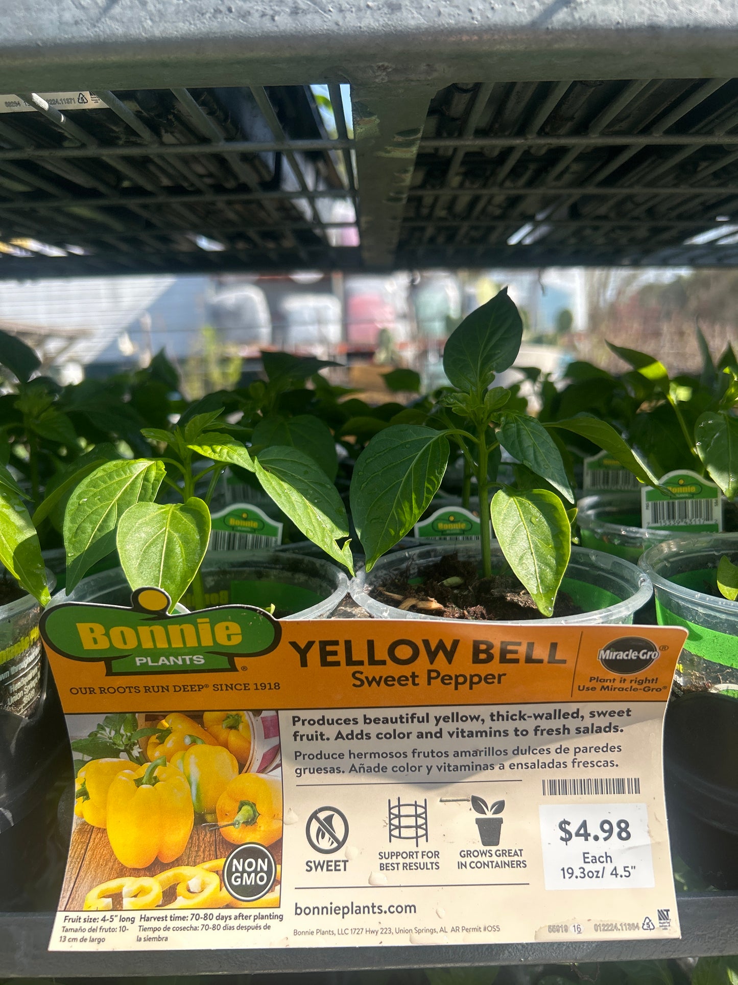 Yellow Bell Sweet Pepper Bonnie Cup