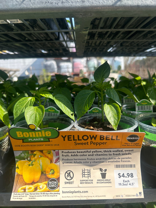 Yellow Bell Sweet Pepper Bonnie Cup