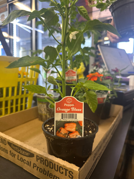 Orange Blaze Pepper