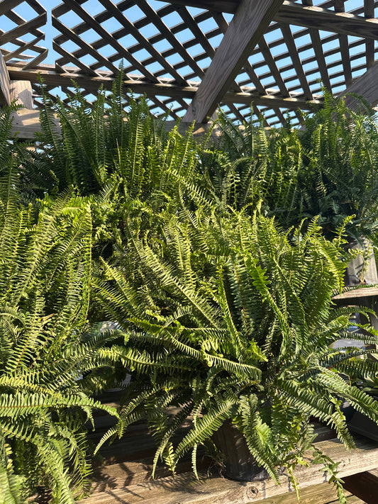 Kimberly Queen Fern 10”