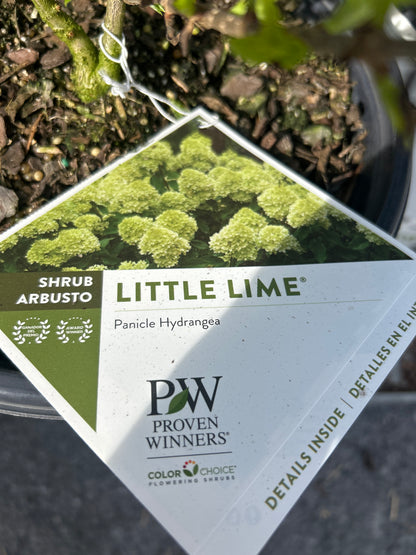 PW Panicle Hydrangea