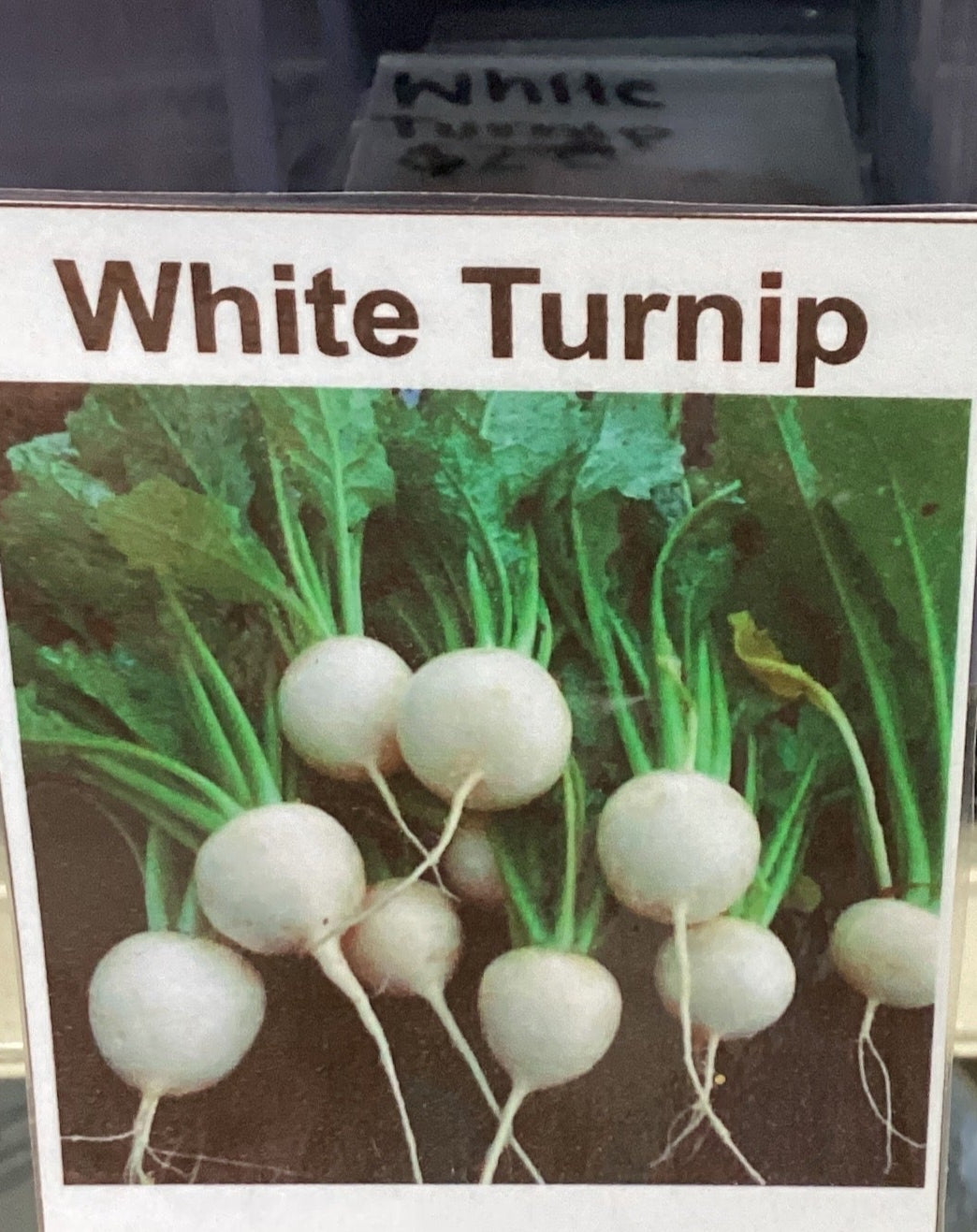 White Egg Turnip Seed