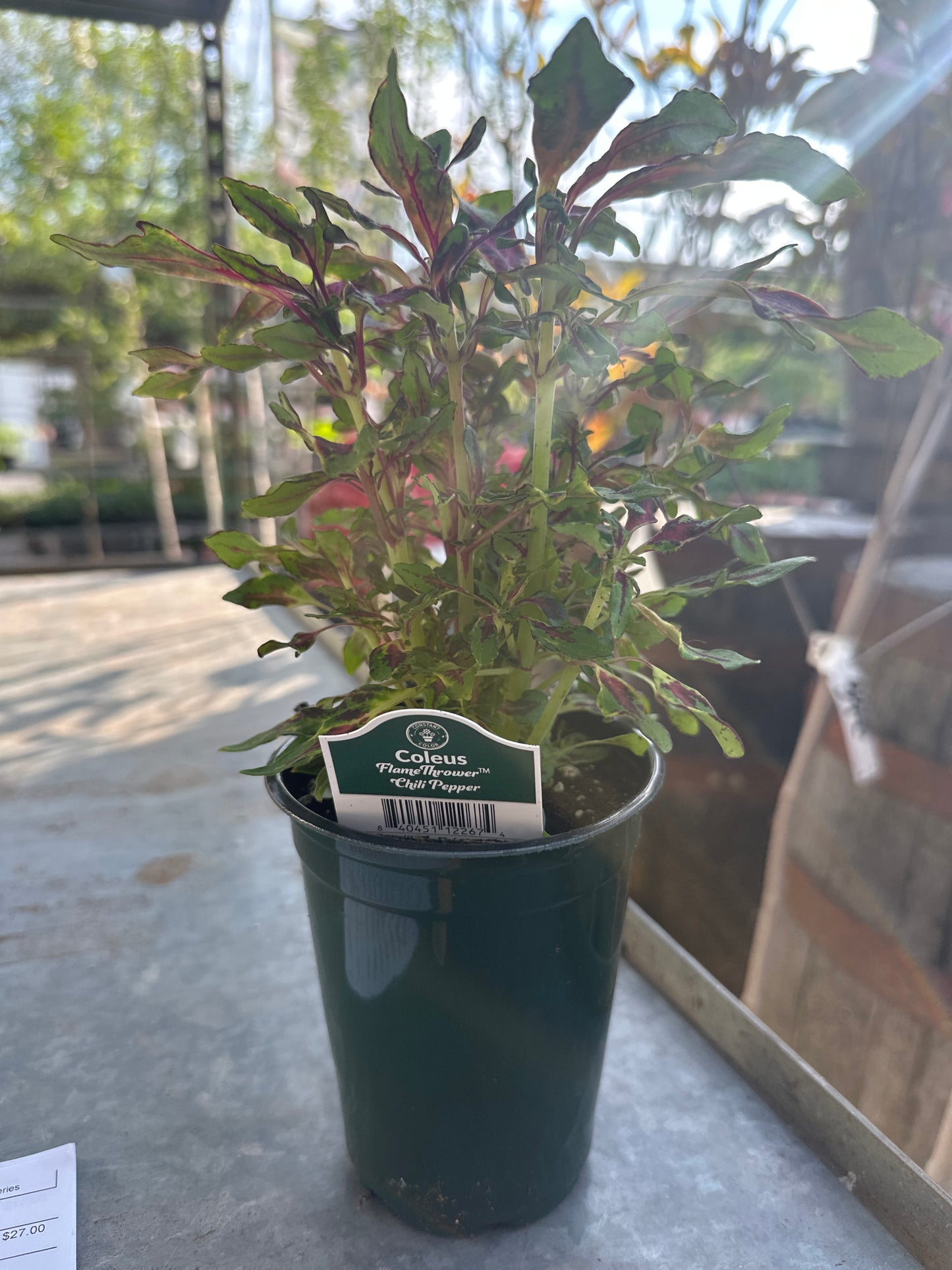4.3" Coleus Flame Thrower Chili Pepper
