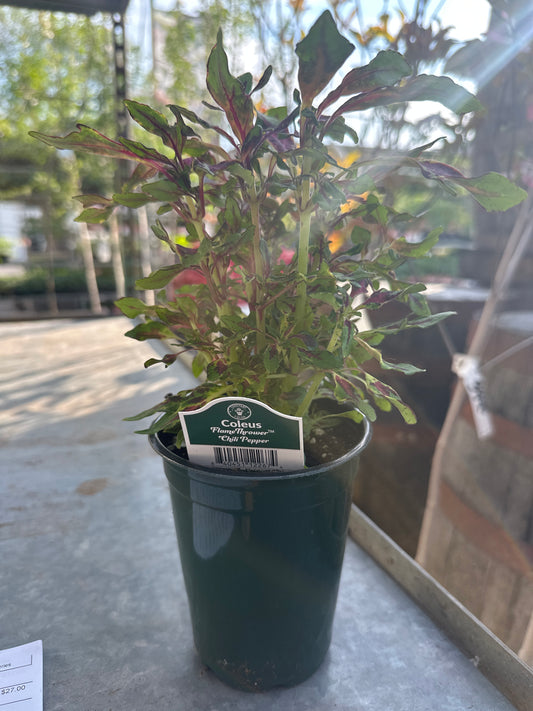 4.3" Coleus Flame Thrower Chili Pepper