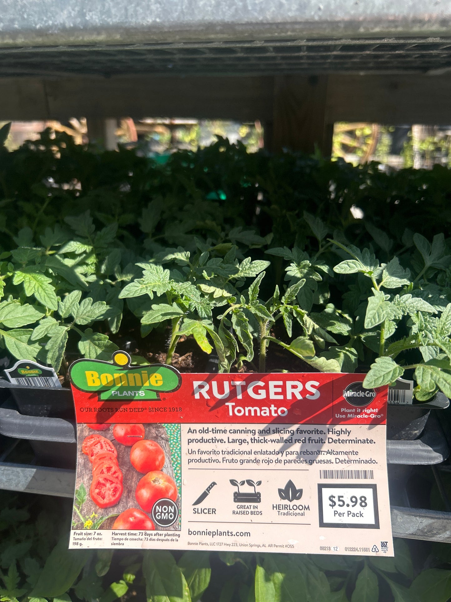 Rutgers Tomato Bonnie 6 Pack