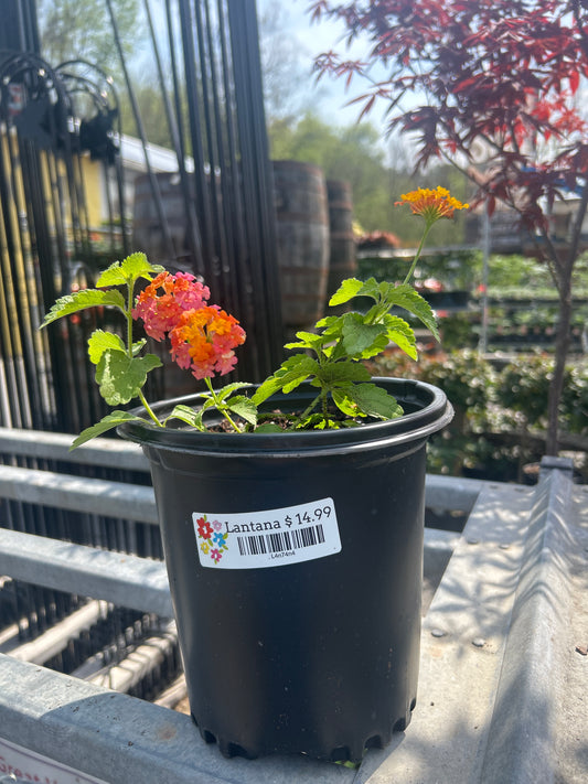 Lantana Gal