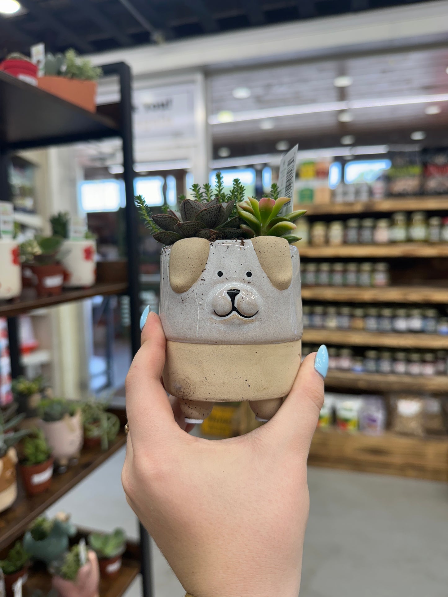 Ceramic Dog Succulent 3”