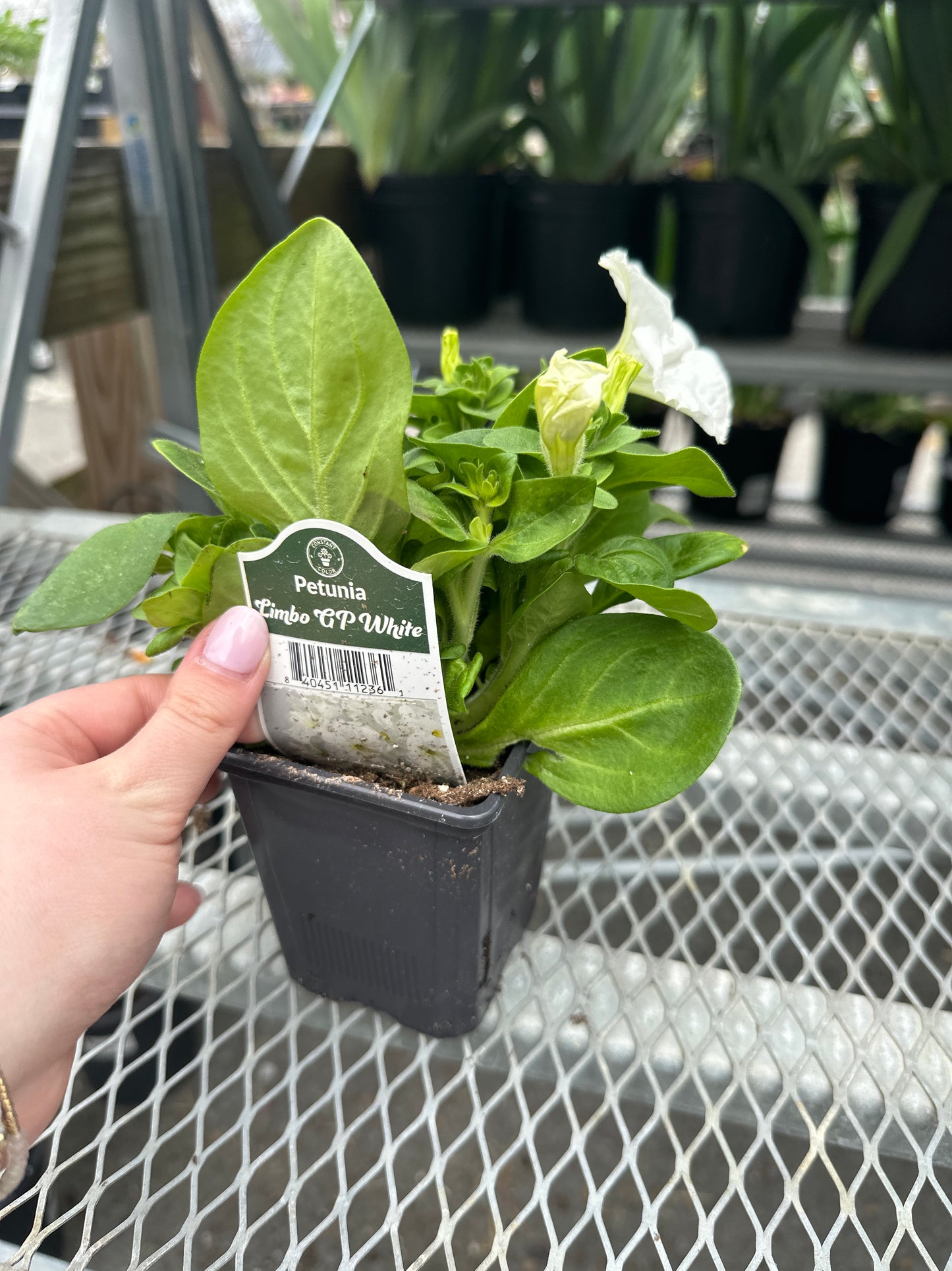 Petunia Limbo GP White