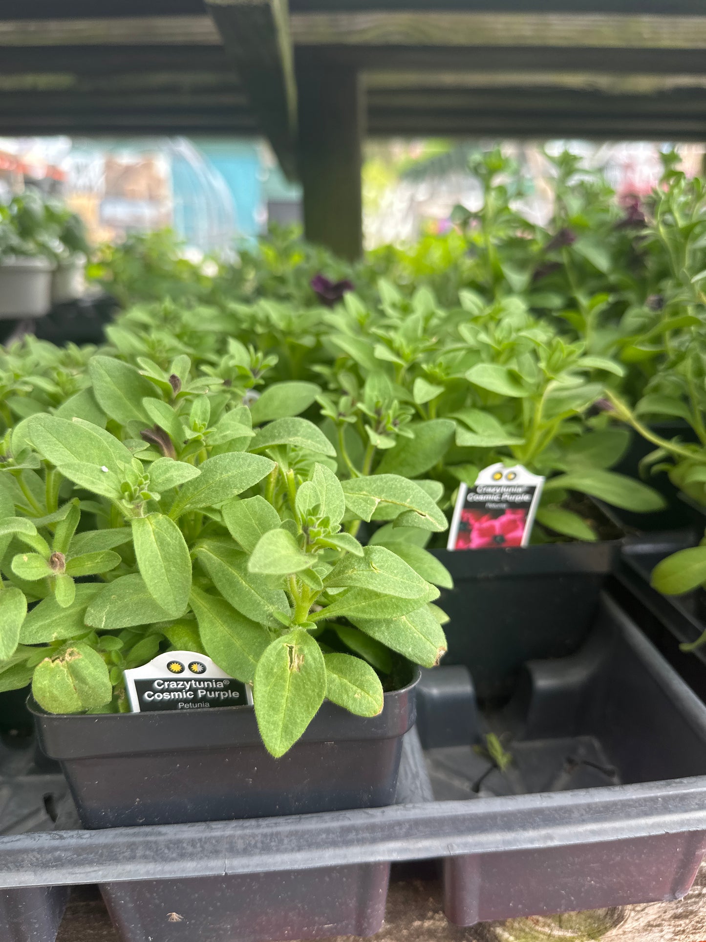 Crazytunia Cosmic Purple