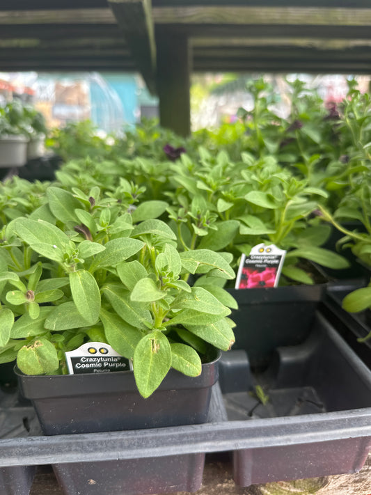 Crazytunia Cosmic Purple