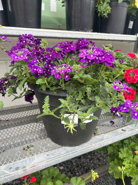 Verbena 12” Pot Purple
