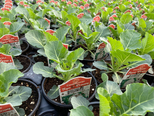 Cauliflower Snow Crown 4 Pack