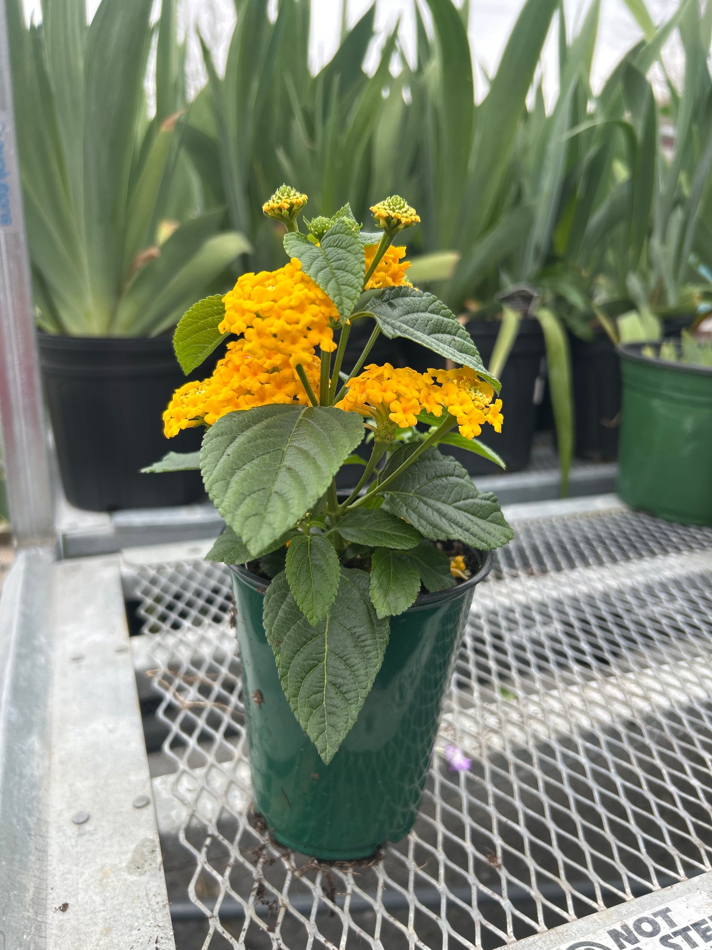 Lantana Little Lucky Pot of Gold
