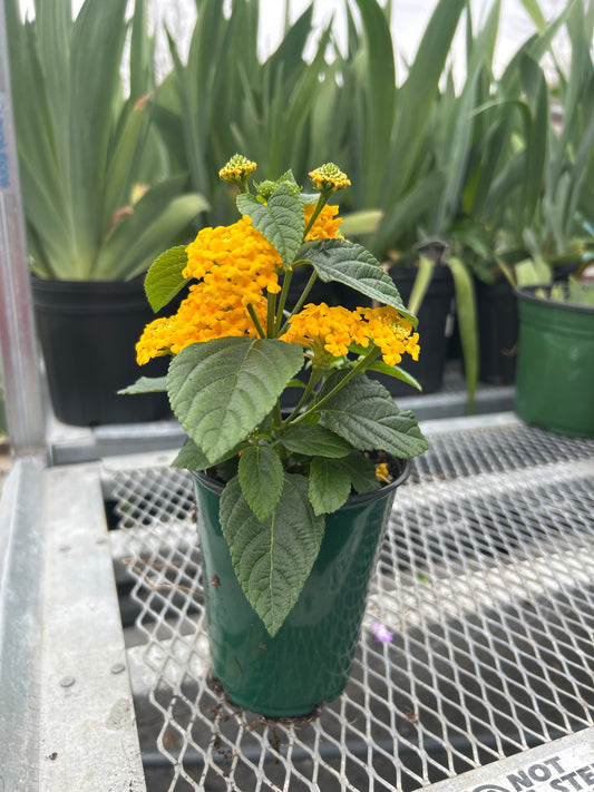 Lantana Little Lucky Pot of Gold