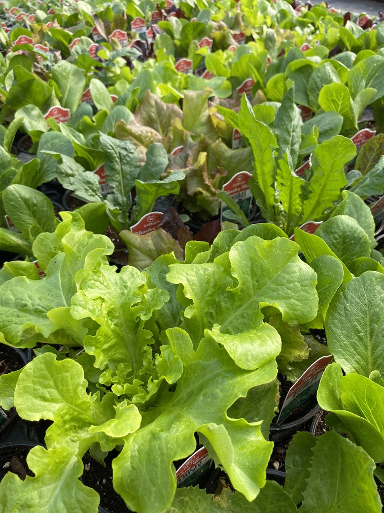 Lettuce Mesclun Blend