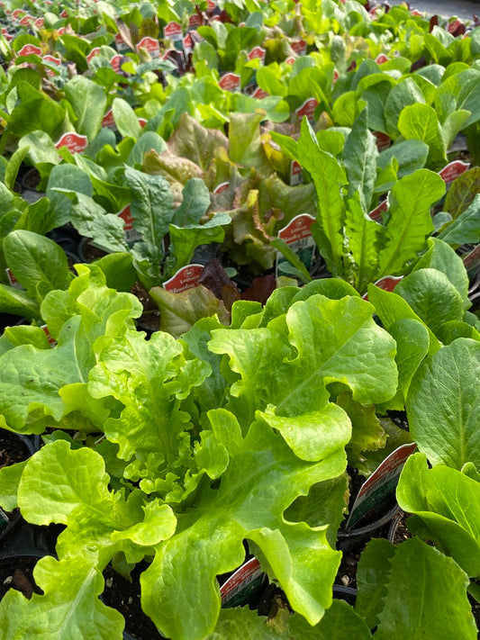 Lettuce Mesclun Blend