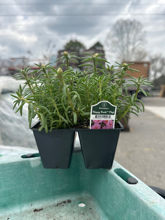 Portulaca Happy Trails Pink