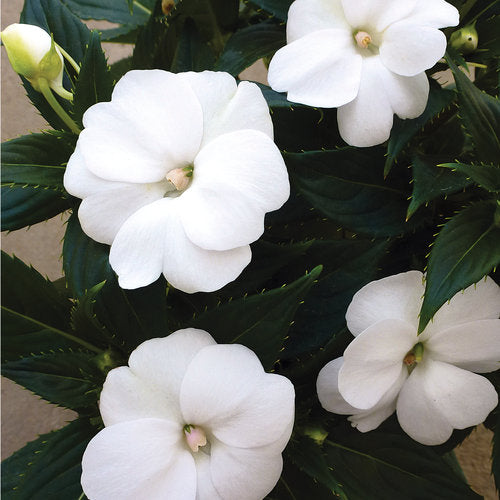 SunPatiens Compact White