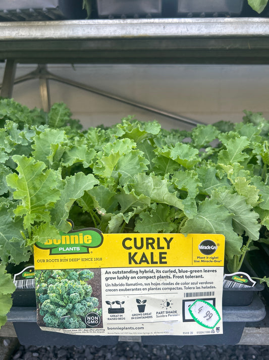 Curly Kale 6 Pack