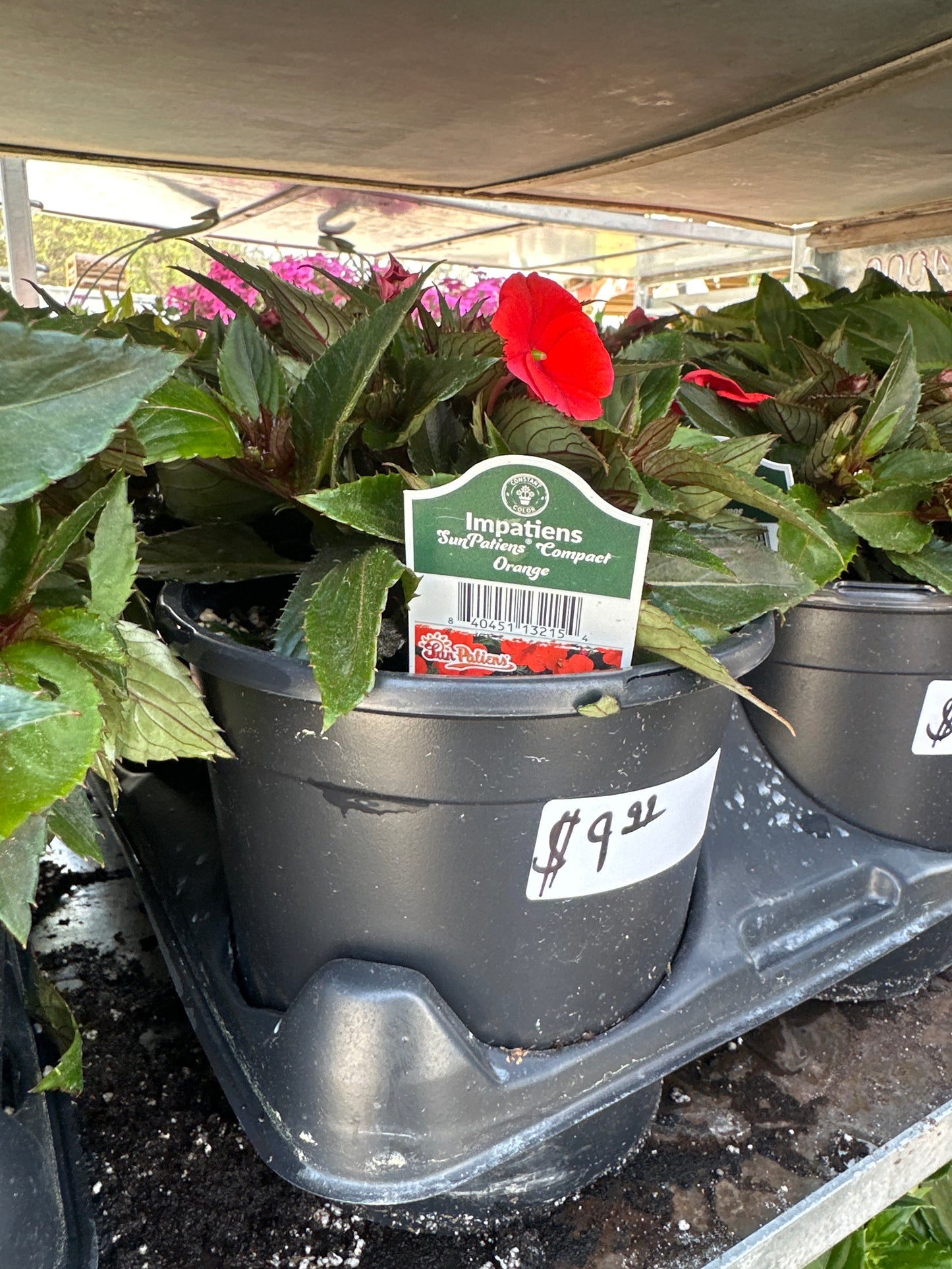 SunPatiens Compact Orange