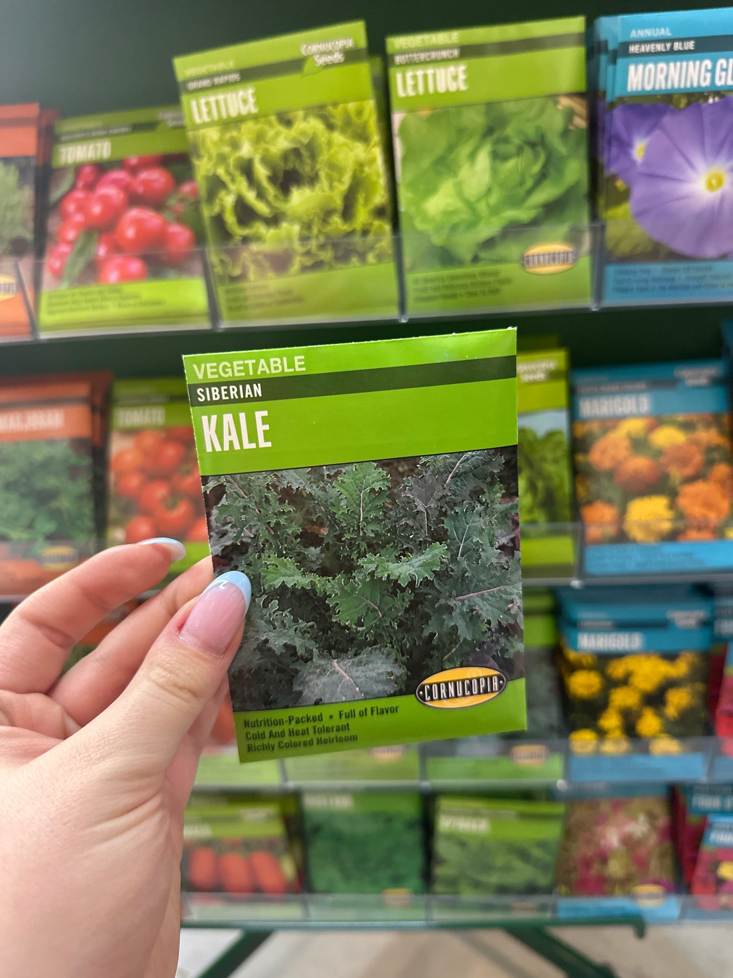 Siberian Kale