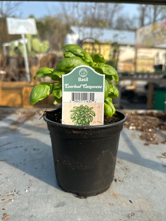 Basil Everleaf Genovese