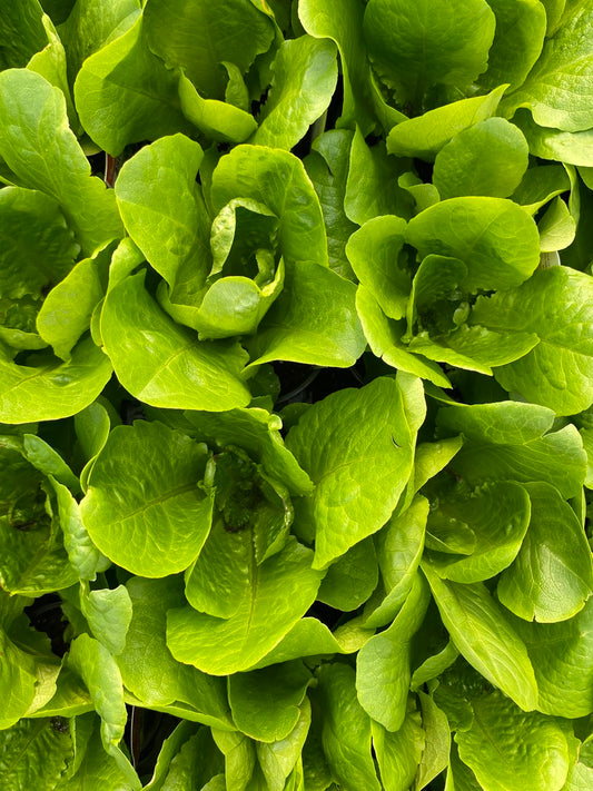Lettuce Buttercrunch 4 Pack