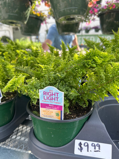 6” Fern