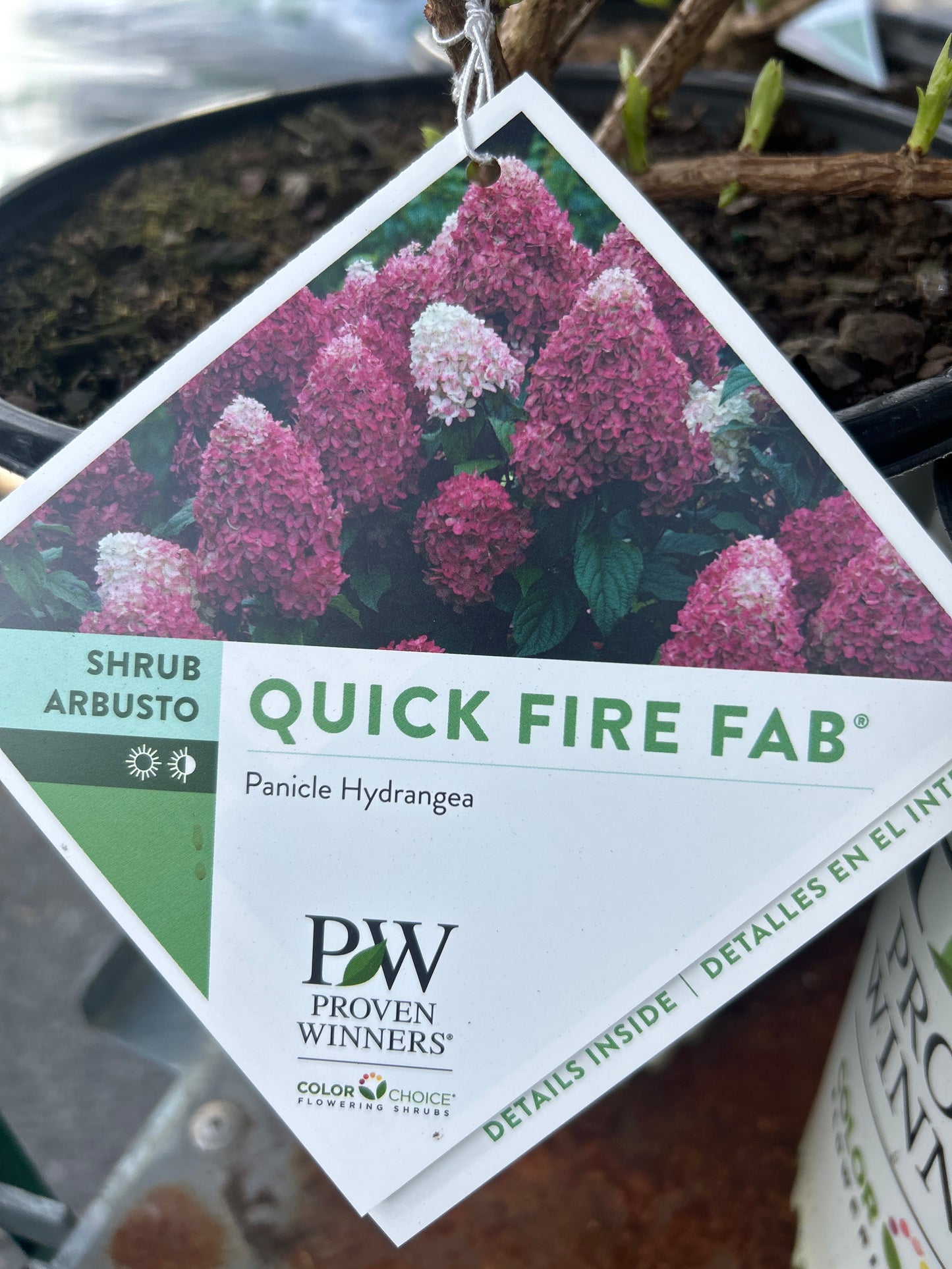 PW Panicle Hydrangea
