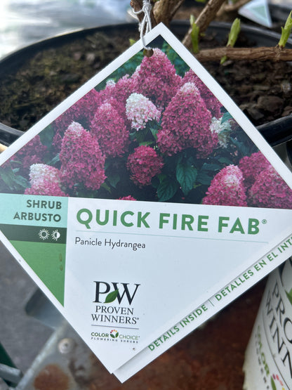 PW Panicle Hydrangea
